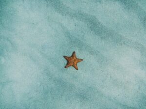 DO NOT TOUCH THE SEA STARS: Starfish beach